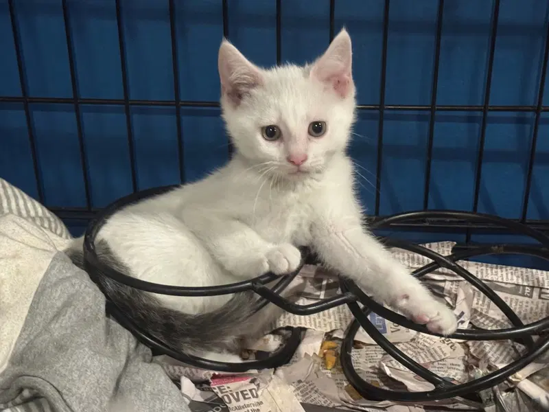Goose, a female kitten up for adoption