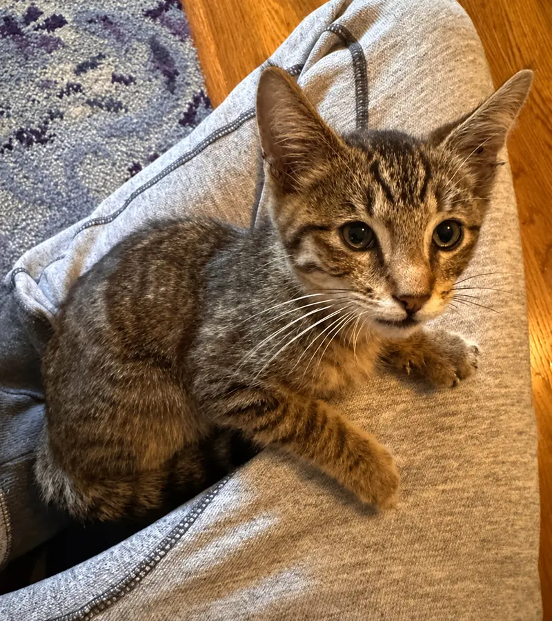 Max, a male Tabby kitten up for adoption