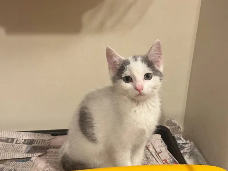 Bunny, a female kitten up for adoption