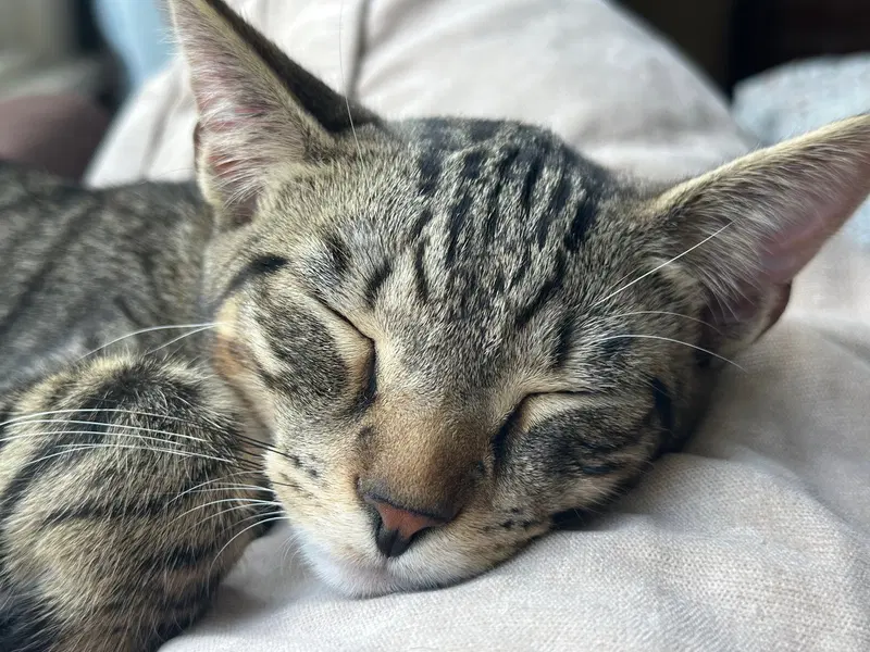 Jj, photo 2