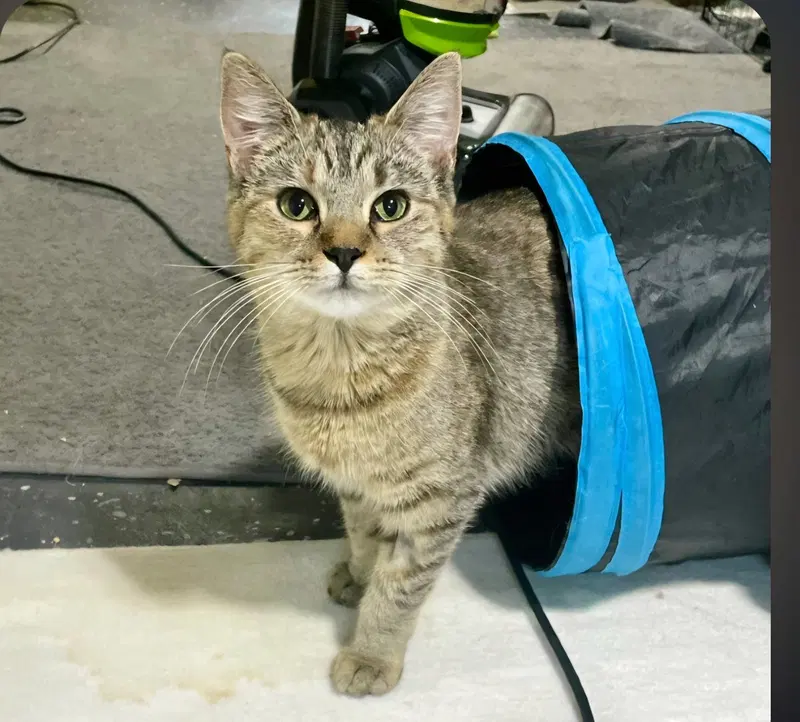 Aria, a young female Tabby cat up for adoption
