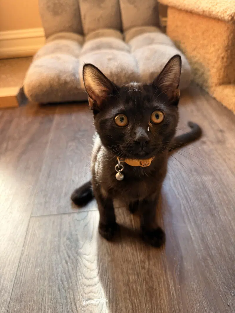 Honey Bun, a female kitten up for adoption