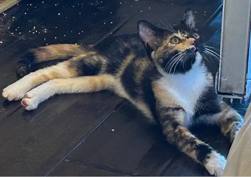 Twinkie, a female kitten up for adoption