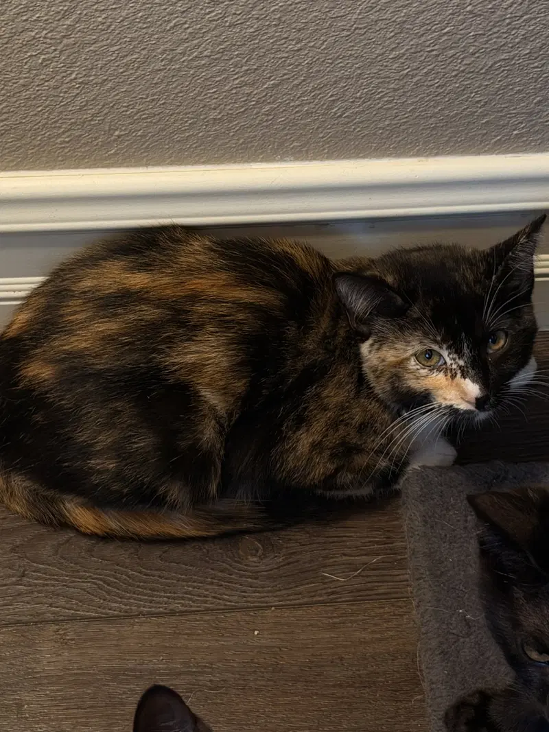 Twinkie, photo 3