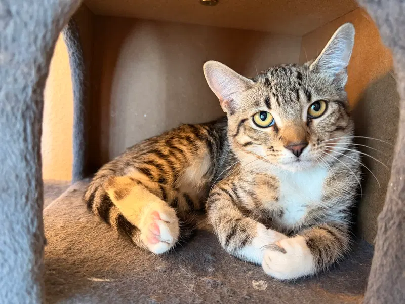 Snoball, a female kitten up for adoption