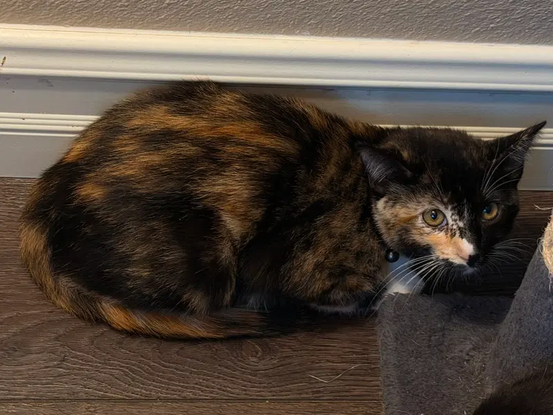 Twinkie, photo 2
