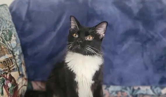 S'More, a young male cat up for adoption