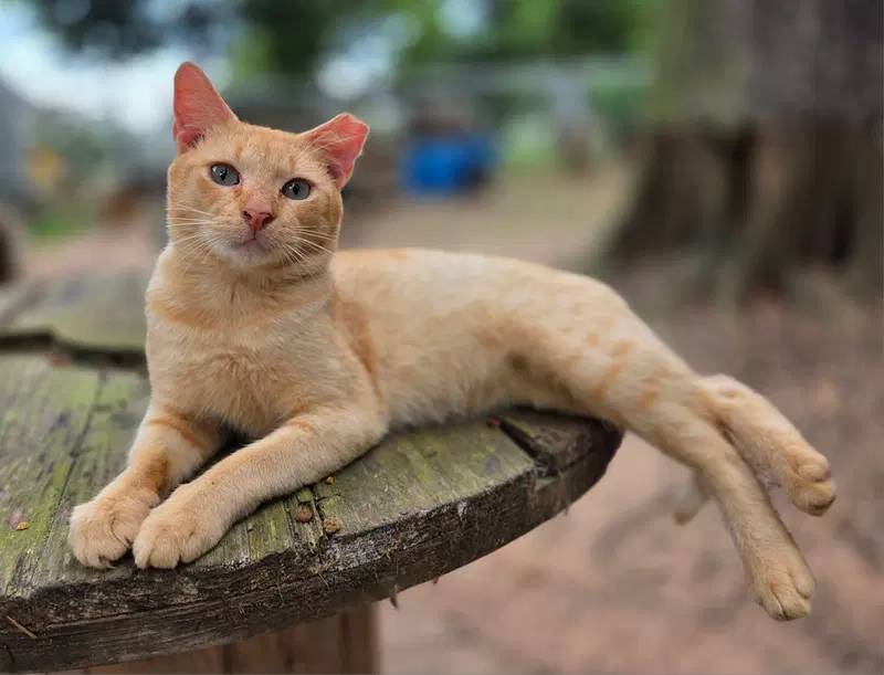 Orangey, a young male cat up for adoption