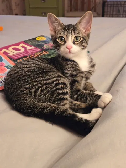 C318 litter Charlie, photo 5