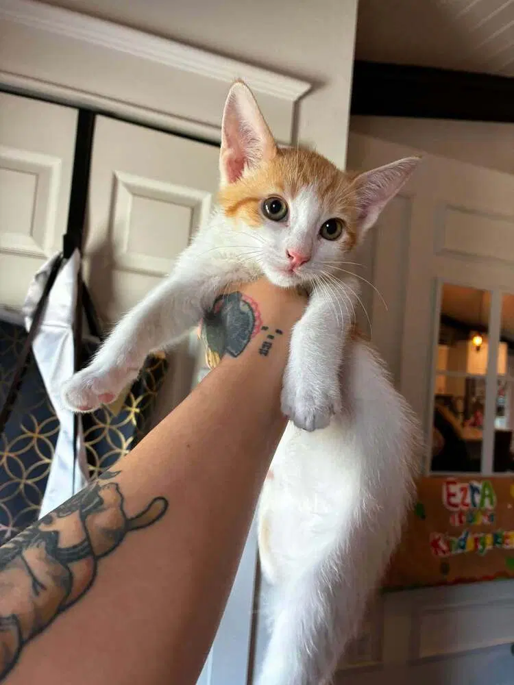 Pumpkin, a male kitten up for adoption