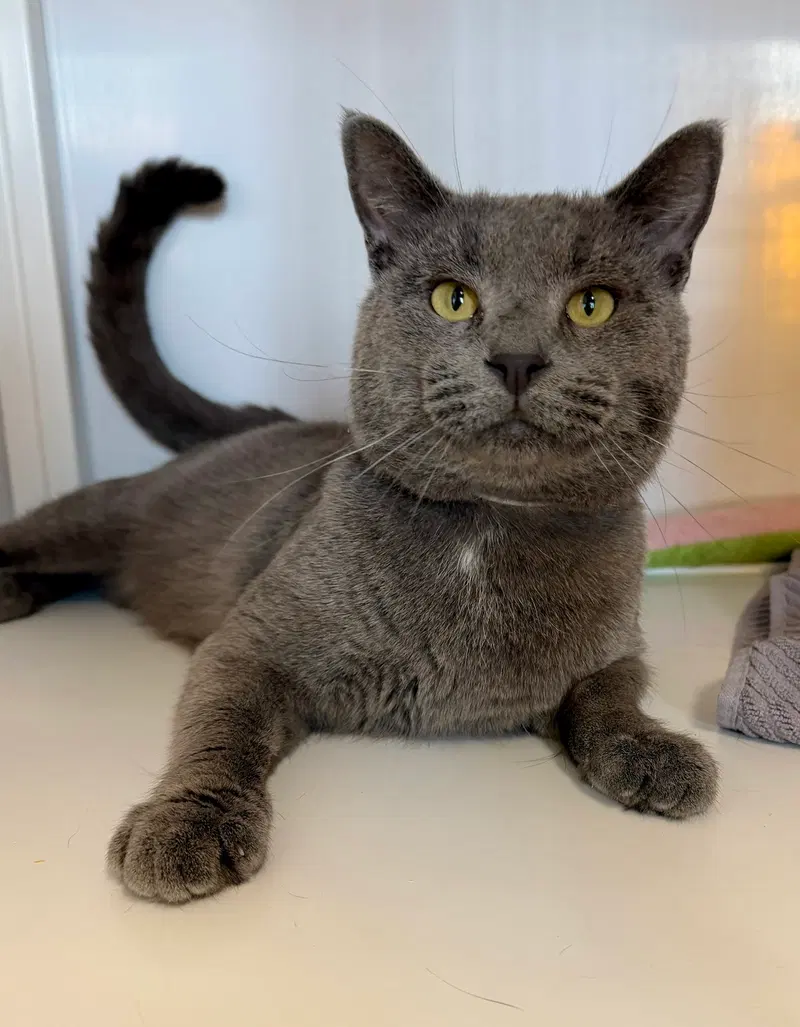Johnny, a male cat up for adoption