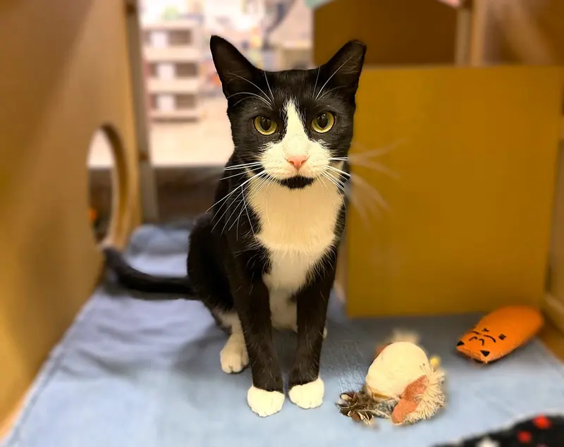 Gumdrop, an adult female Tuxedo cat up for adoption