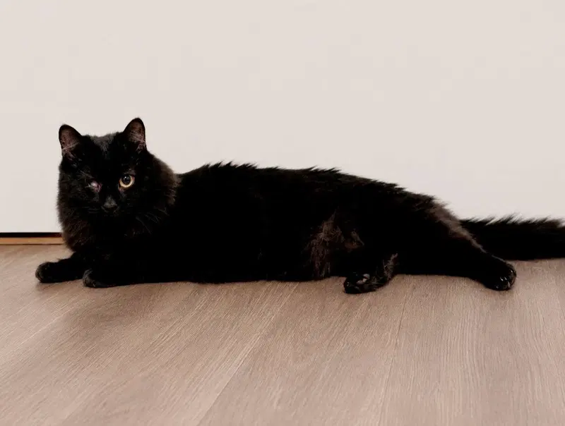 Echo, an adult female cat up for adoption