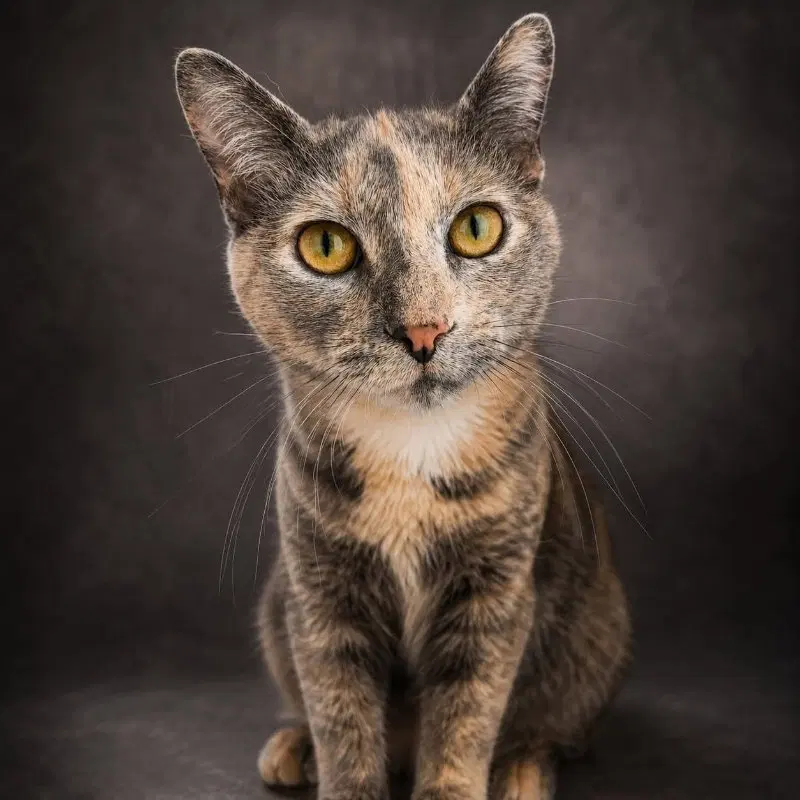 Skye, an adult female cat up for adoption