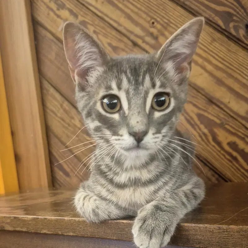 Odie, a male Tabby kitten up for adoption
