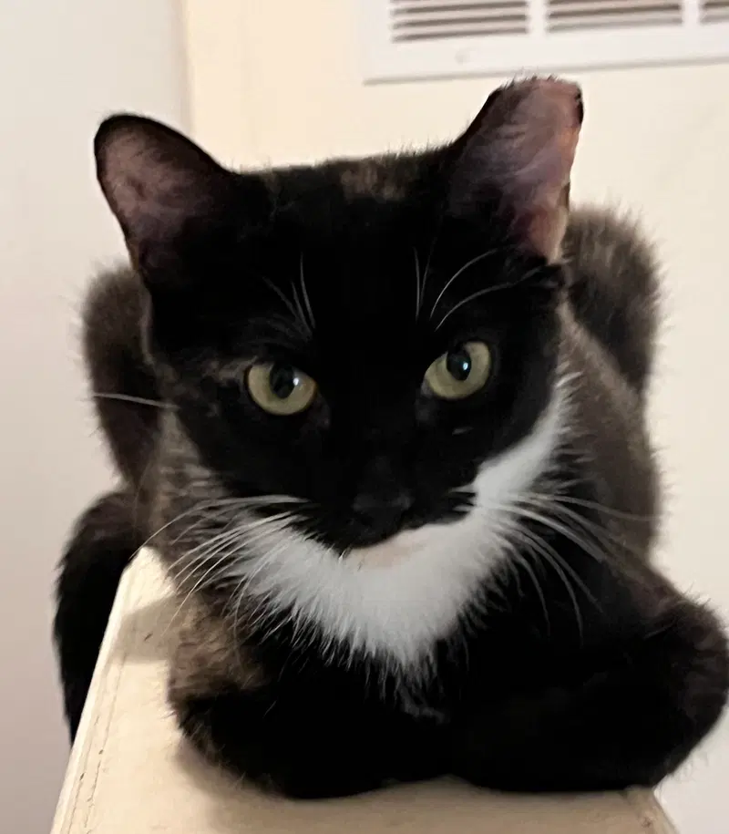 Onyx, a young female cat up for adoption