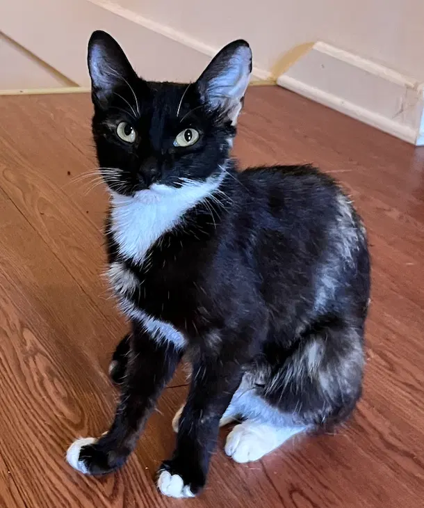 Onyx, photo 2
