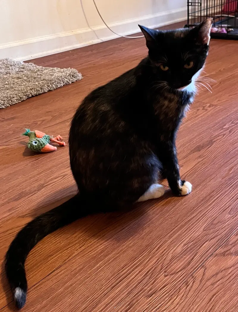 Onyx, photo 3