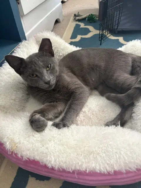 Jade, Willow Grove Area,, photo 4