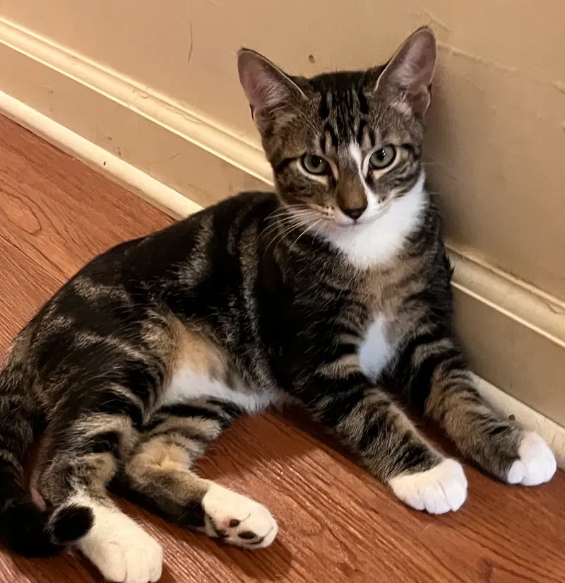Ozzy, a male cat up for adoption