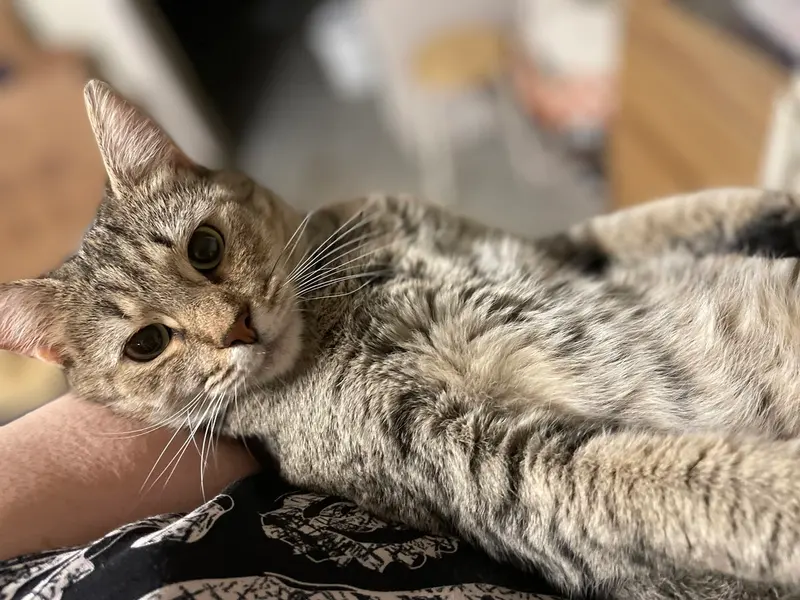 Claire, an adult female cat up for adoption