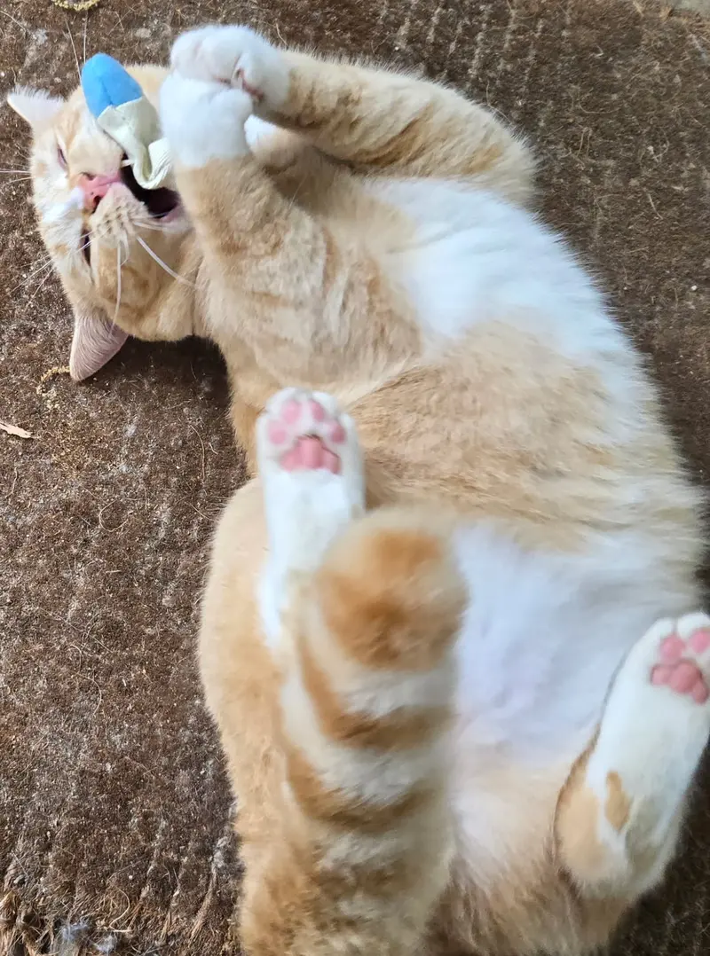 Georgie, a young male cat up for adoption