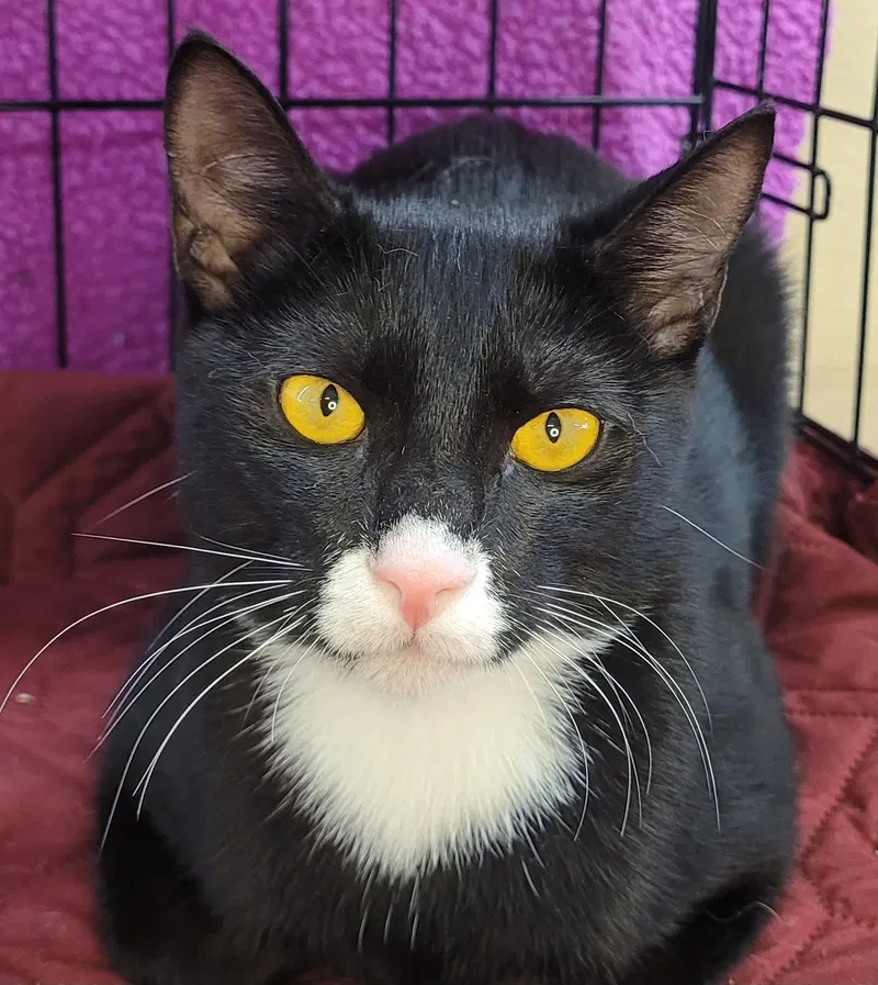 Romeo, a young male cat up for adoption