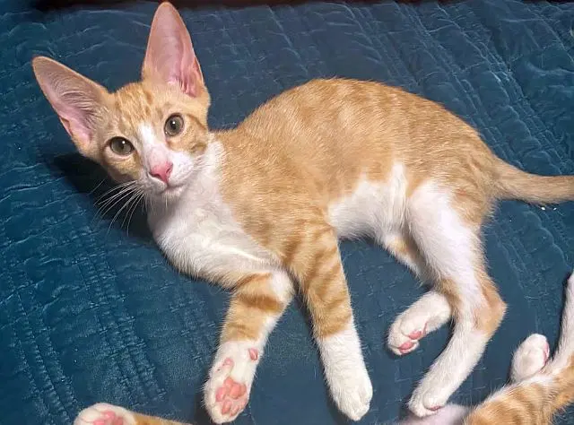 Stompers, a kitten up for adoption