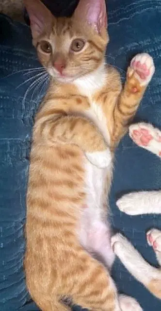 Ducky, a male kitten up for adoption
