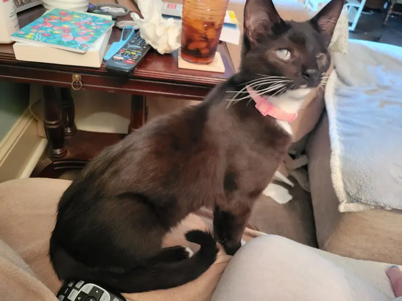 Maya, a young female Tuxedo cat up for adoption