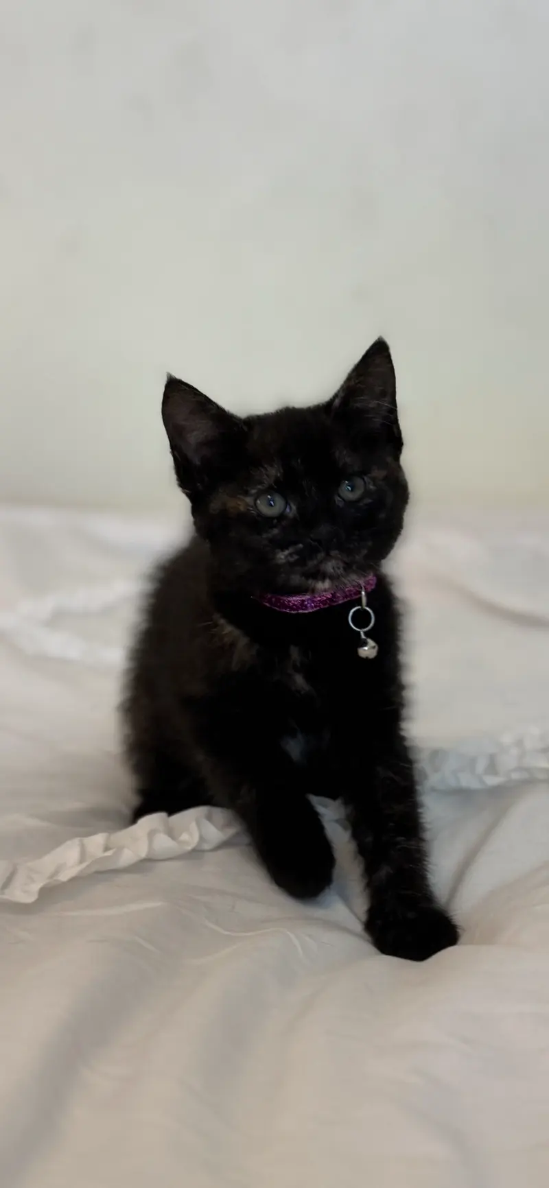 Nyx 2, photo 2
