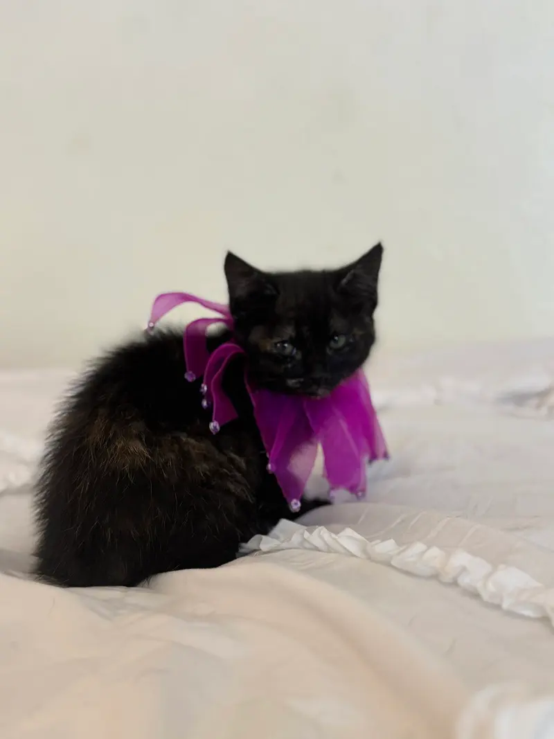 Nyx 2, photo 3