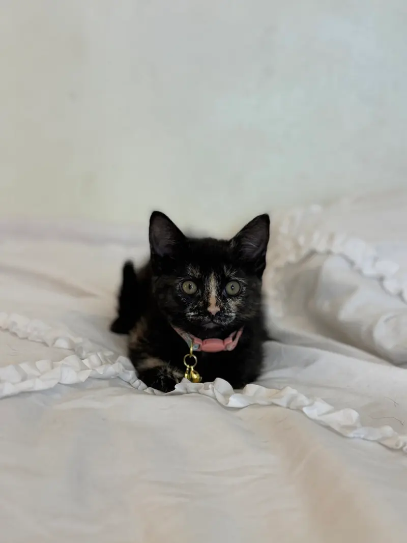 Sable 2, photo 4