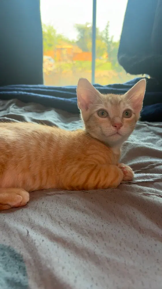 Harvey, a male kitten up for adoption