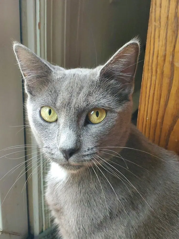 Cindy, an adult female Russian Blue cat up for adoption