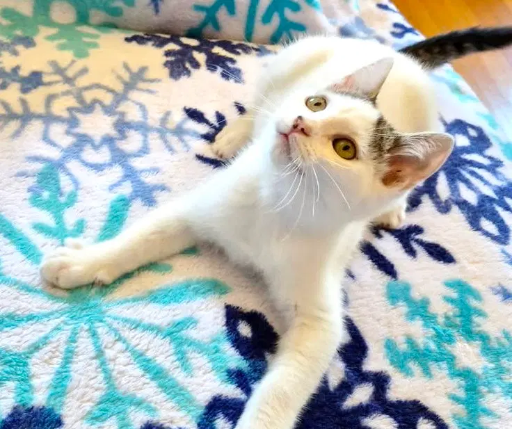 Cupcake, a female kitten up for adoption