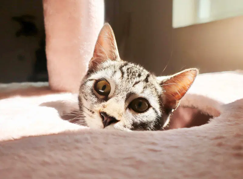 Milo, a young male Tabby cat up for adoption