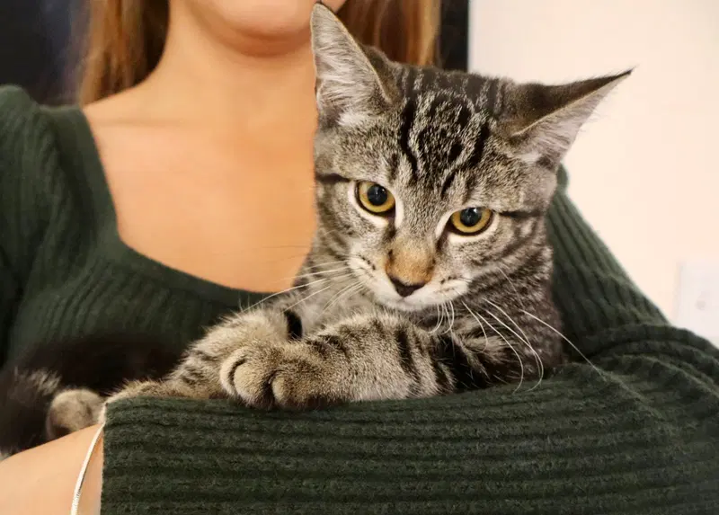 Milo, photo 6