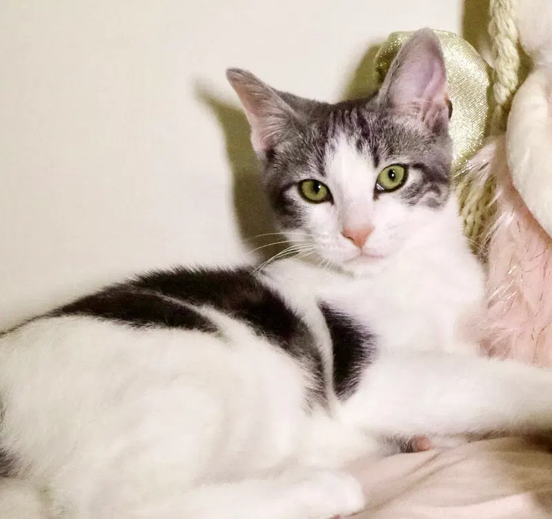 Mary Paige, a female Tabby kitten up for adoption