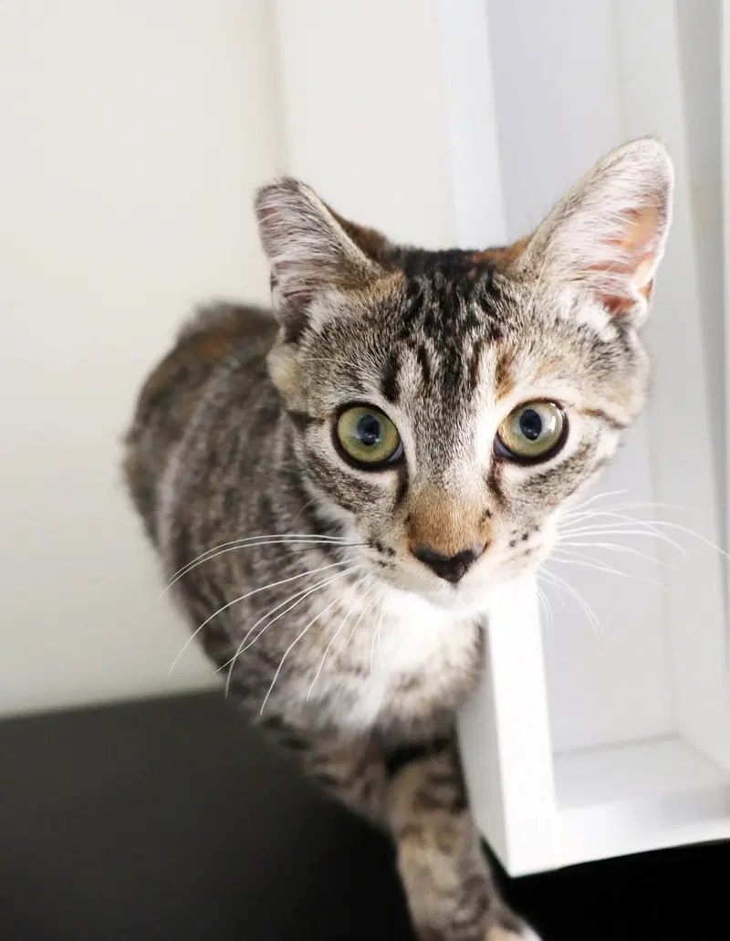 Callie, a female Torbie kitten up for adoption