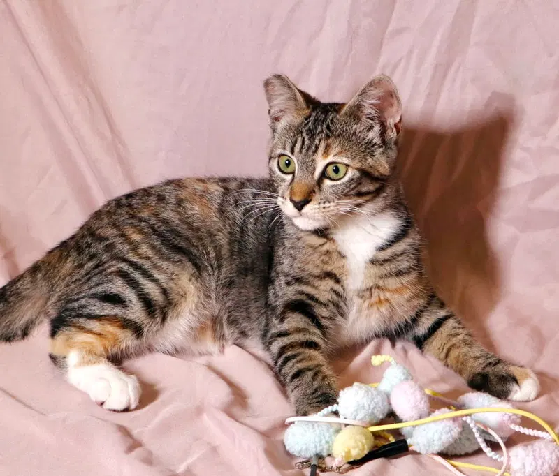 Callie, photo 3