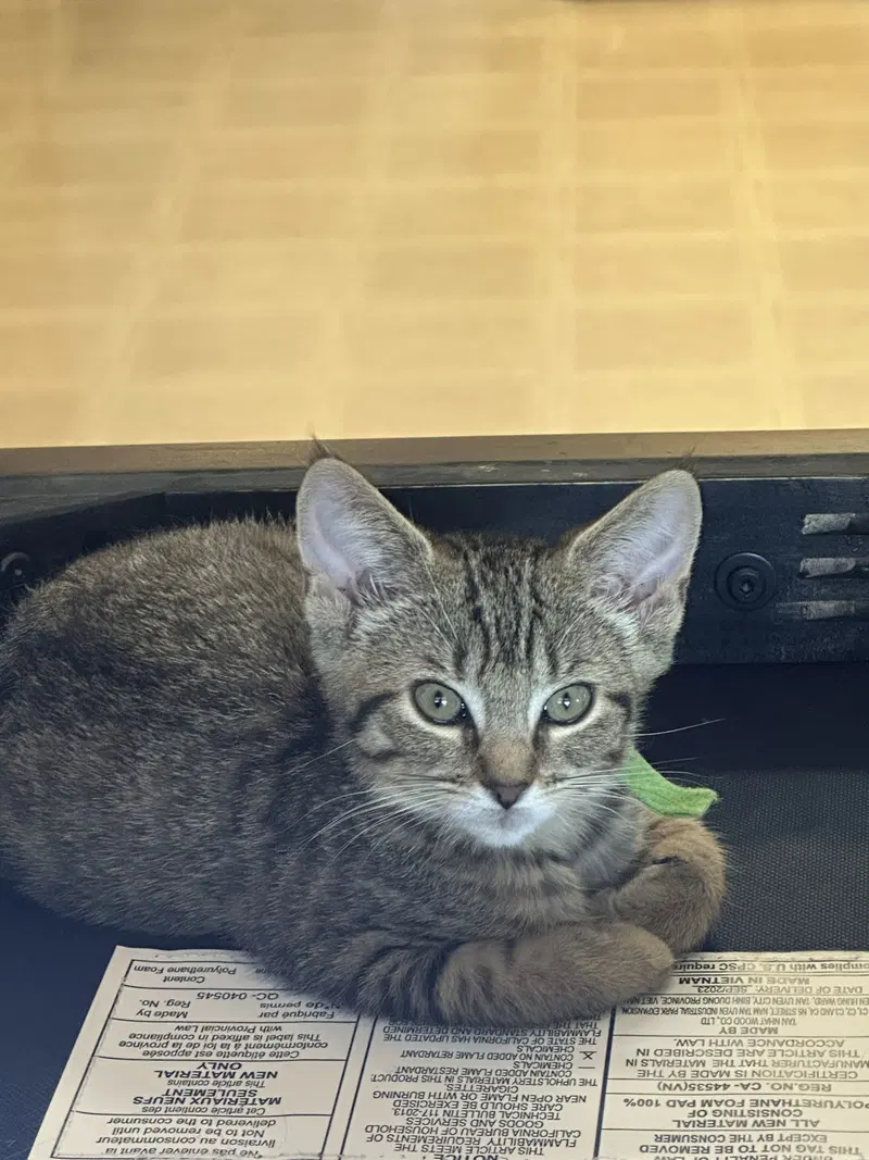 C328 Litter Meowjic, photo 3