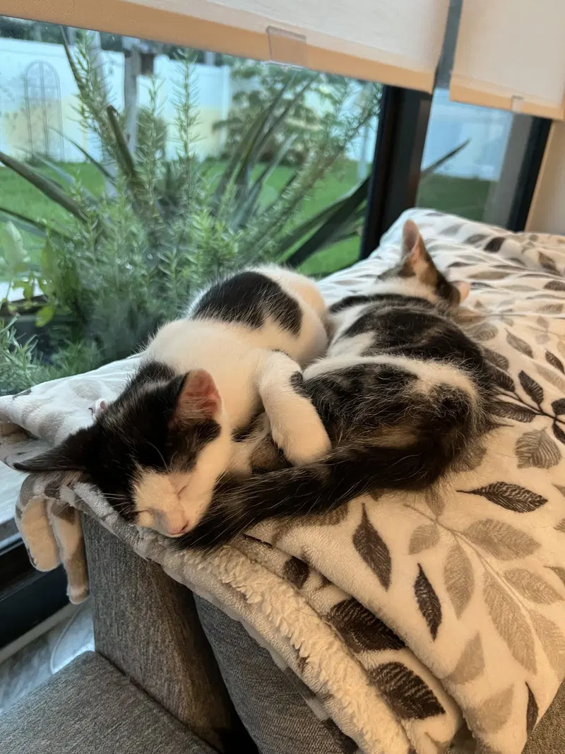Mamie, a young female cat up for adoption