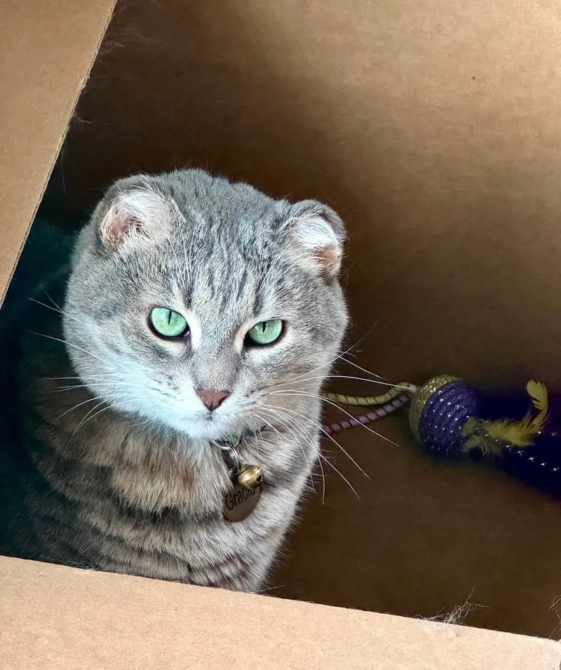 Gracie, an adult female cat up for adoption