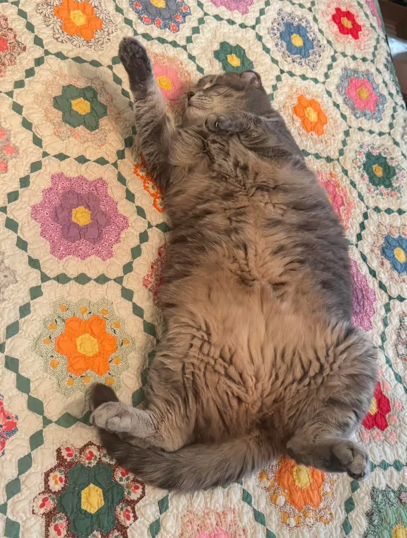 Gracie, photo 2