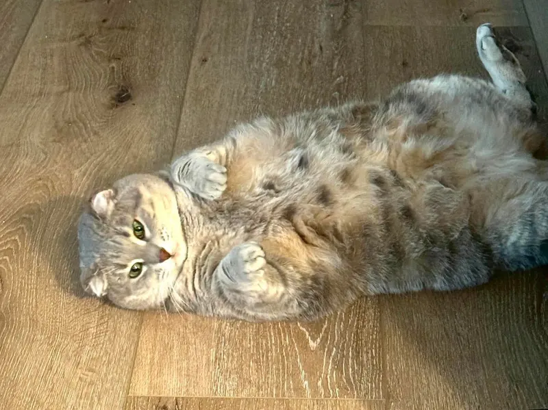 Gracie, photo 3