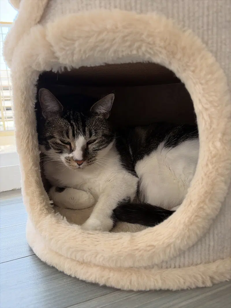COURTESY POST: Lynxi, an adult female cat up for adoption