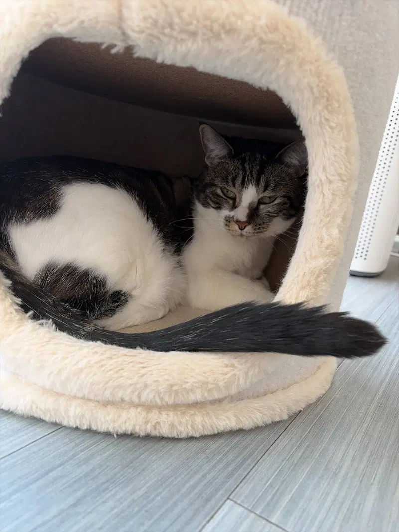 COURTESY POST: Lynxi, photo 2