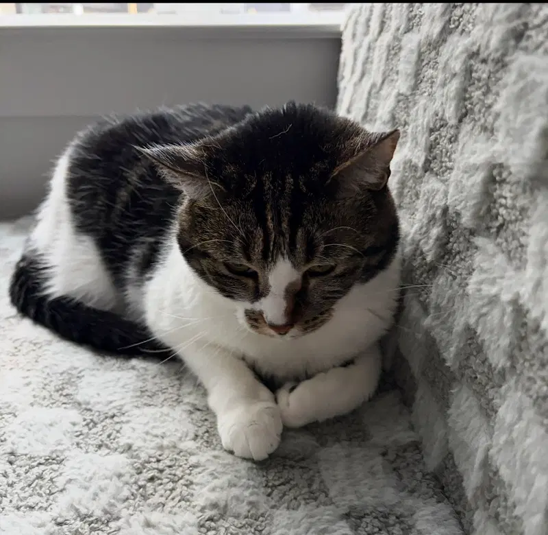 COURTESY POST: Lynxi, photo 3