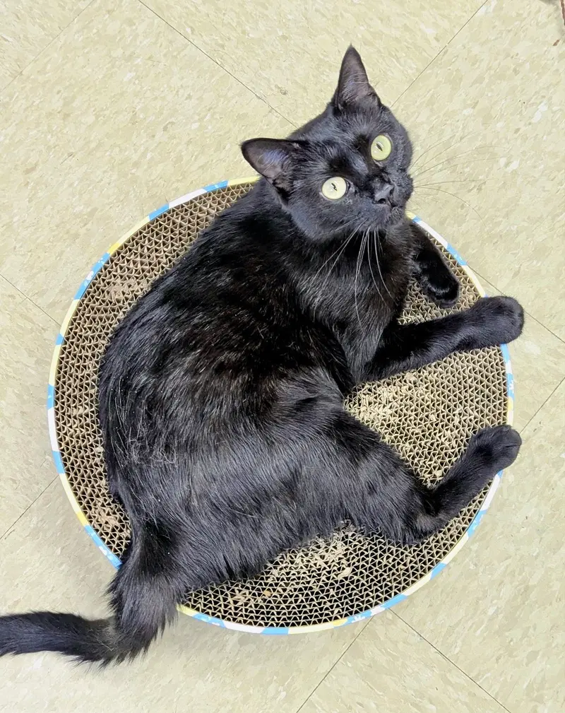 Hera Willow Grove PA, photo 3